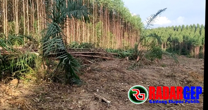 Kliennya Ditangkap Polres Pelalawan, Kuasa Hukum Apul Sihombing Bereaksi Keras